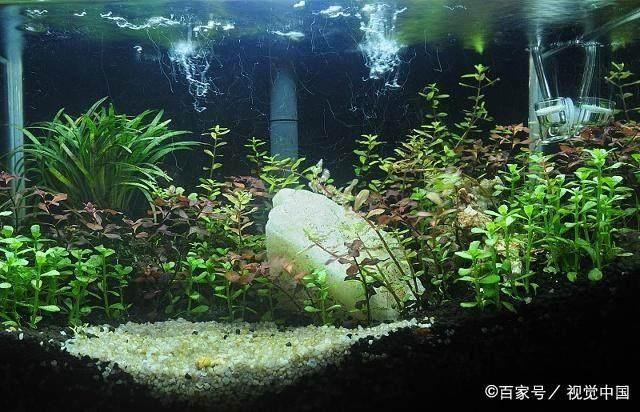 靖边县经典水族销售门市（榆林靖边县经典水族销售门市）