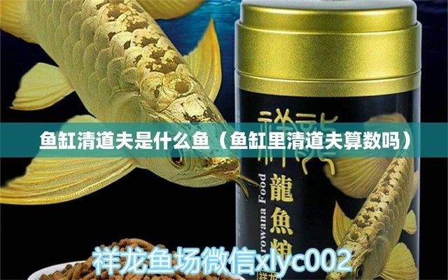 金龙鱼摆件头朝哪摆放【朋友开了一家餐厅】