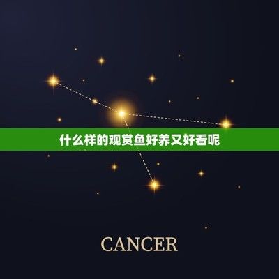 金头过背金龙鱼和24k【除了猫狗还有哪些适宜做宠物】