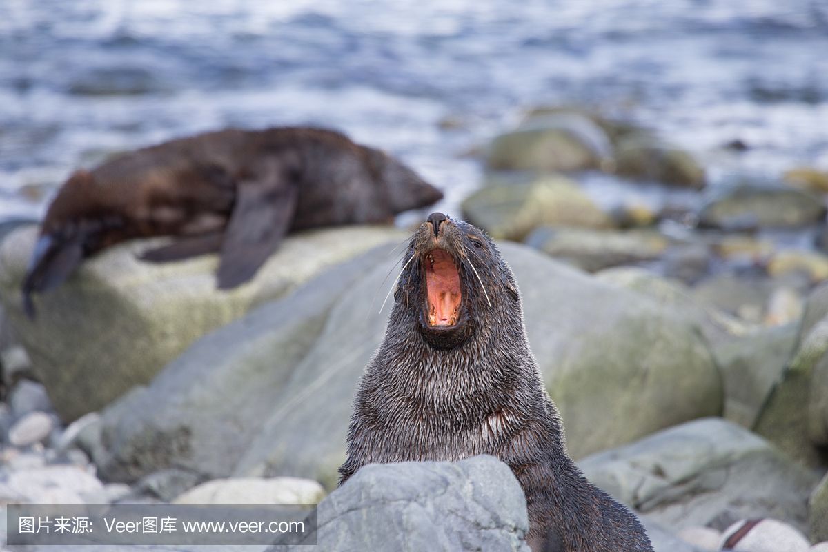 汕头水族馆龙鱼绝食眼睛外突蒙眼怎么办啊？？？？