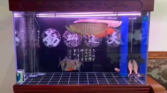 莆田水族馆美丽动人小金龙 生态瓶/创意缸/桌面微景缸