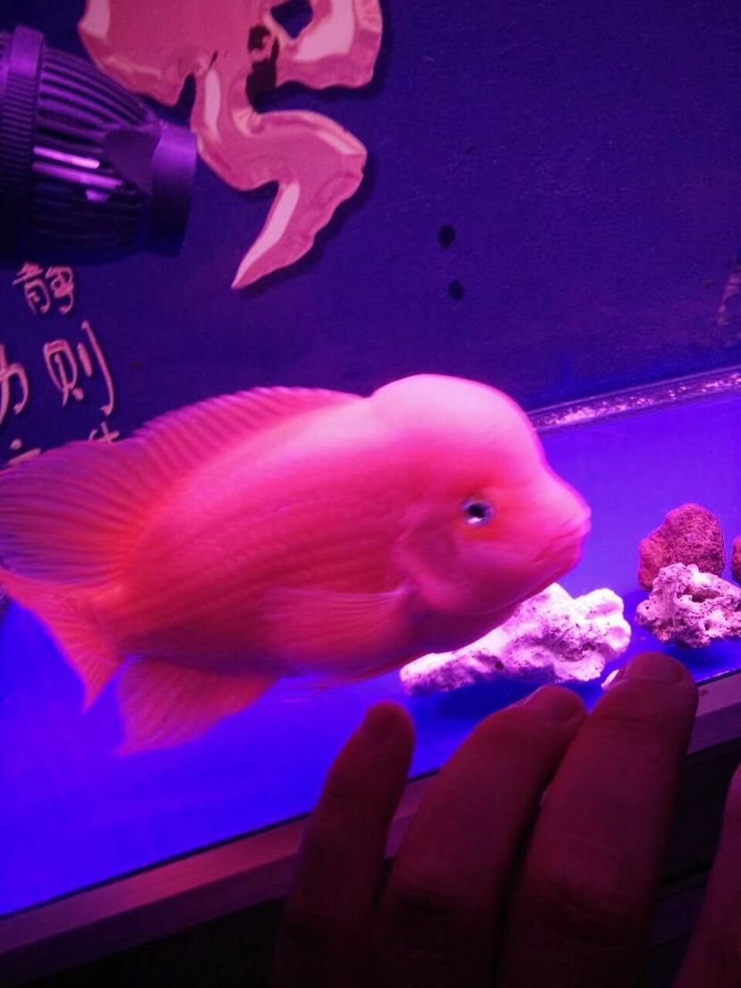 齐齐哈尔水族馆这些年养过的红马