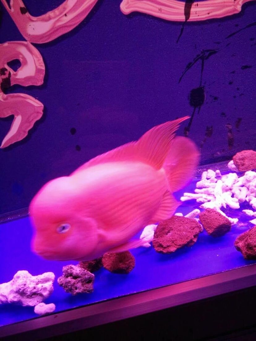 齐齐哈尔水族馆这些年养过的红马