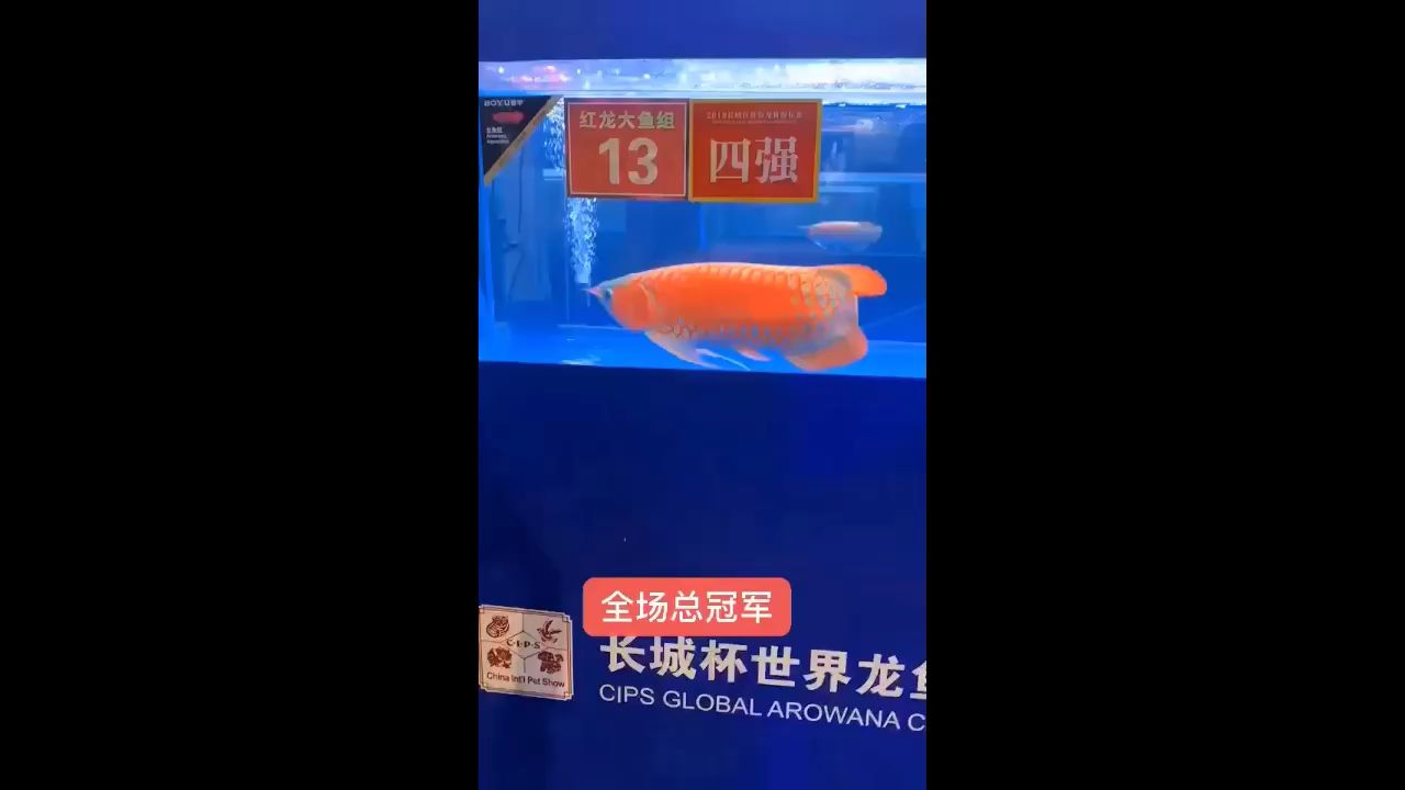 桂林水族馆上海展红龙组冠军