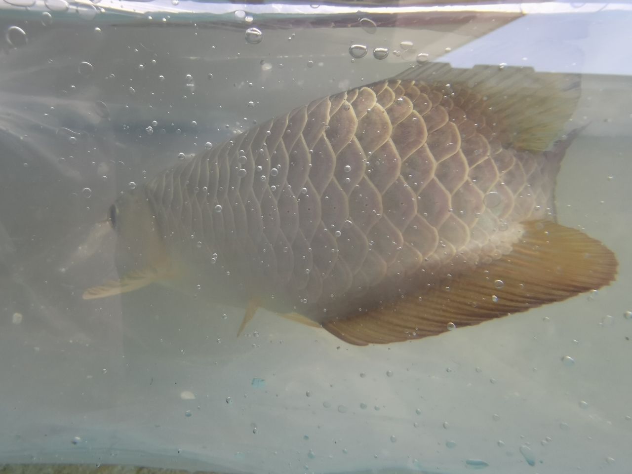 来宾水族馆接新鱼 名贵锦鲤鱼 第5张