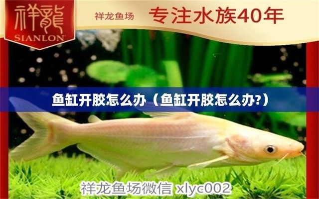 广安水族馆两年的小孟入黑缸四个月的变化