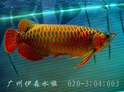 水族箱品牌中可丽爱鱼缸怎么样？济南水族市场哪个好？