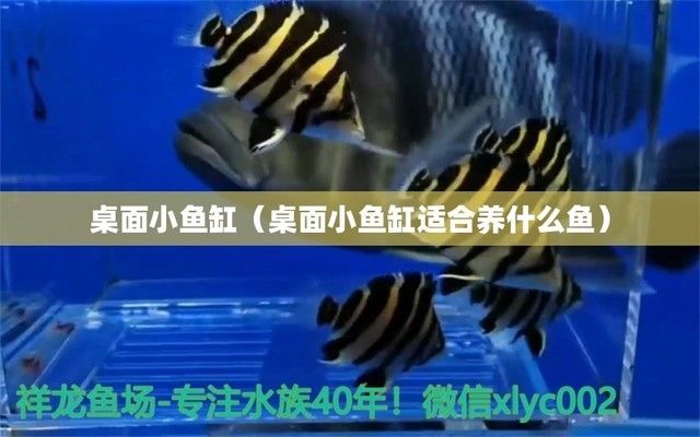 深圳观赏鱼批发市场【深圳宝安观澜有哪几家水族馆】