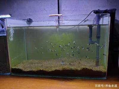 养红龙鱼多久换一次水