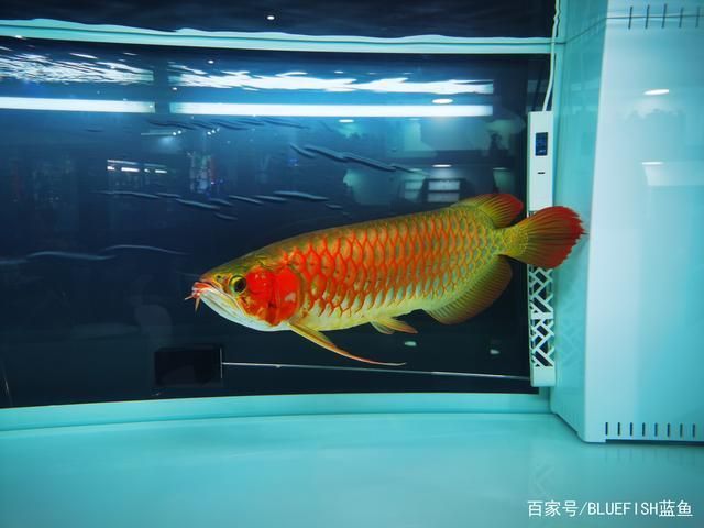 乌兰浩特市鳄龙谷观赏鱼馆（乌兰浩特市鳄龙谷观赏鱼馆乌兰浩特市鳄龙谷观赏鱼馆）