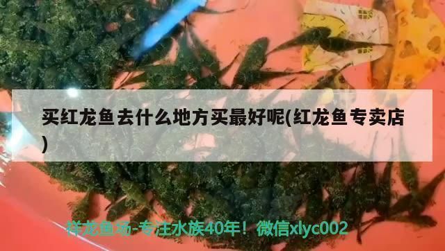 红龙鱼在哪买好呢（红龙鱼养殖技巧有哪些？） 龙鱼百科 第3张