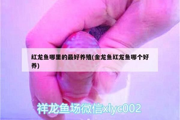 三亚黄婷海缘水族馆（三亚黄婷海缘水族馆,三亚黄婷海缘水族馆详细介绍）