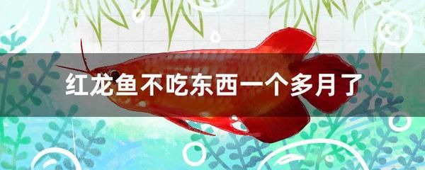 大龙鱼的生活习性（大龙鱼的繁殖习性） 水族问答