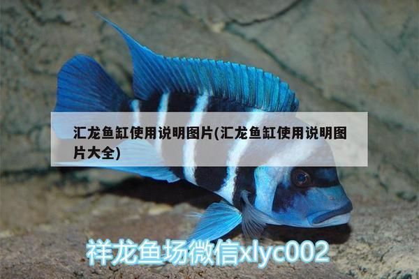 汇龙鱼缸使用说明书（汇龙鱼缸使用说明书包含了从鱼缸的初次使用、日常维护到特殊功能）