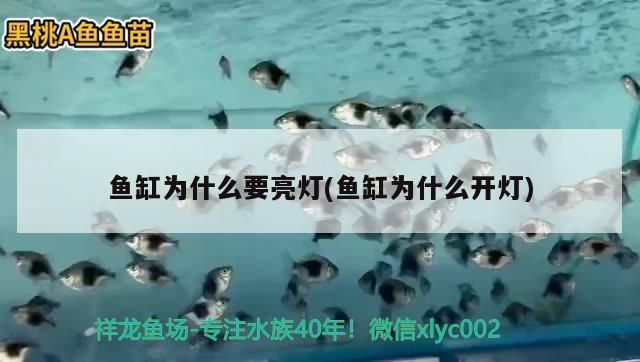 国外金龙鱼价格（一条1.5公斤的金龙鱼价格18万元，每克单价120元） 龙鱼百科 第4张