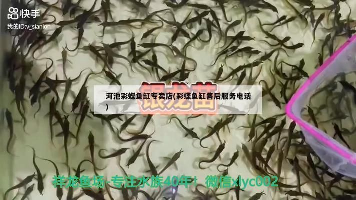 大花恐龙鱼适合的水族箱尺寸（关于大花恐龙鱼水族箱尺寸的问题） 水族问答