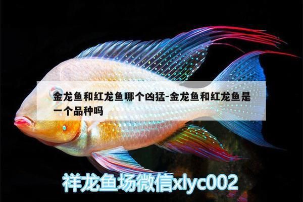 灌云县伊山镇王晓鱼水族馆门市部（灌云县伊山镇伊山镇王晓鱼水族馆门市部详细介绍）