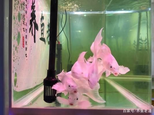 保康县美视家水族馆（保康县美视家水族馆经营产品：鱼缸、观赏鱼、水草及饰品）