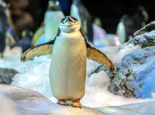 承德水族馆东胜水族美人鱼show我可爱的美人鱼 帝王血钻鱼