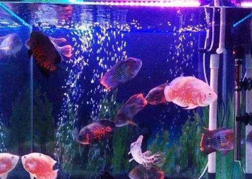 广州水族批发市场祥龙鱼场电话:广州观赏鱼批发市场祥龙鱼场一手货源