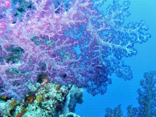 和田水族批发市场:各位大神问题来了 观赏鱼水族批发市场