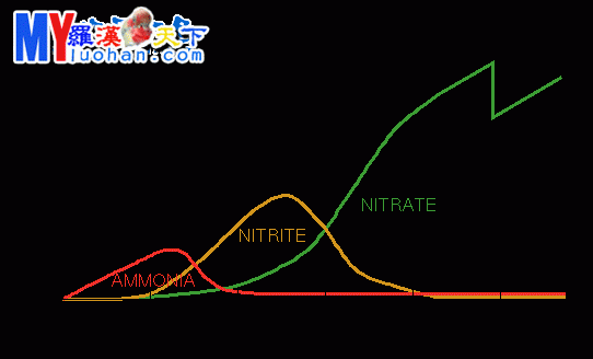 龙鱼眼部疾病讨论 红龙福龙鱼