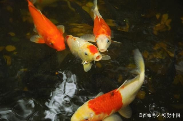 昌吉回族自治州水族批发市场:新入缸的银龙