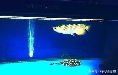 饶平县归来泰斗水族馆（饶平县归来泰斗水族馆经营产品：宠物食品及用品批发）