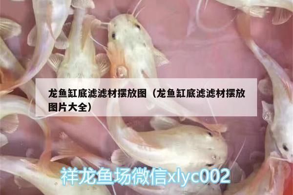 金龙鱼鱼缸过滤材料摆放顺序图（金龙鱼鱼缸的过滤材料摆放顺序） 龙鱼百科 第3张