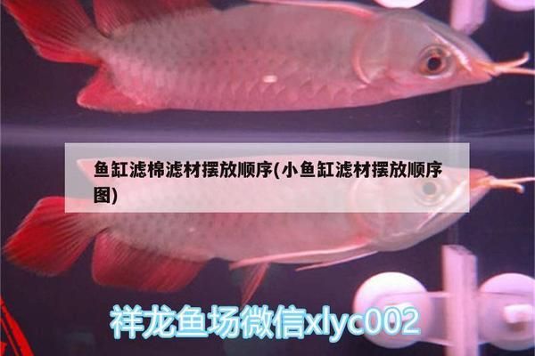 金龙鱼鱼缸过滤材料摆放顺序图（金龙鱼鱼缸的过滤材料摆放顺序） 龙鱼百科 第5张