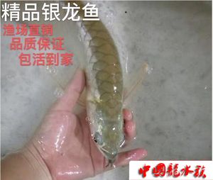 黄化白子银龙鱼资料（关于黄化白子银龙鱼的一些详细资料） 龙鱼百科 第4张