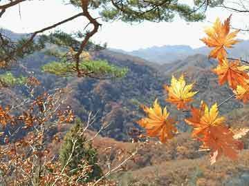 龙鱼立鳞用傲深5号怎么样（傲深5号可能对治疗龙鱼立鳞症有效的使用方法和剂量）