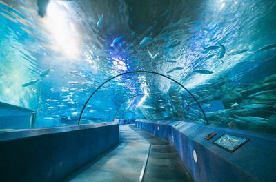 南京水族馆（南京海底世界的特色动物） 龙鱼百科 第5张