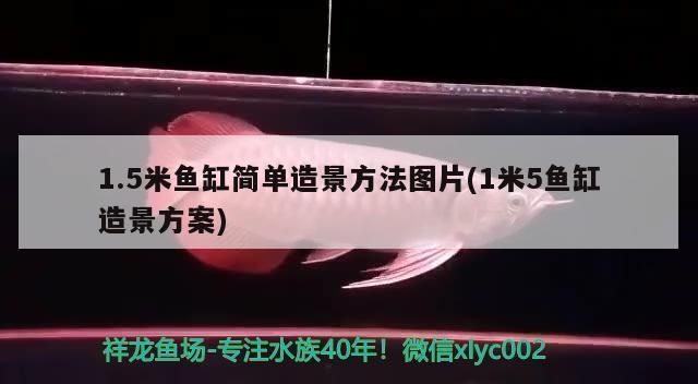 1.5米鱼缸简单造景（5米鱼缸造景技巧鱼缸造景水草养护要点适合5米鱼缸的鱼类推荐） 龙鱼百科 第4张