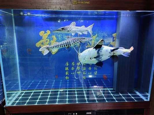 张家港市金港镇港区皇冠水族馆（张家港市金港镇港区皇冠水族馆详细介绍经营产品：观赏鱼、鱼缸零售）