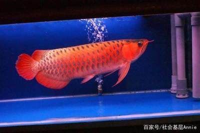 日照市东港区淼淼水族馆（日照市东港区淼淼水族馆经营产品：观赏鱼、鱼缸零售） 全国观赏鱼市场