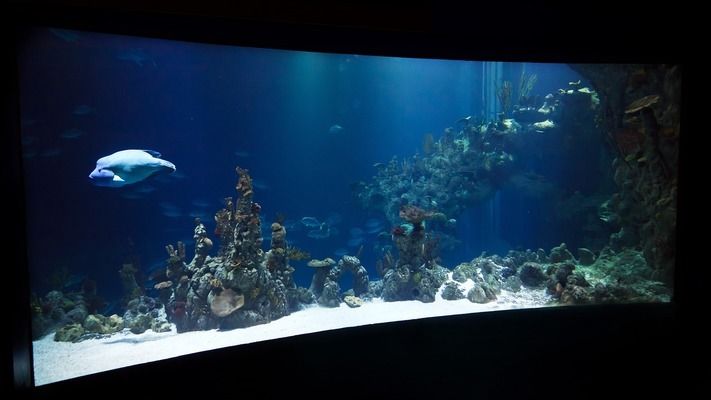 晋州市燊圣水景阁水族馆（晋州市燊圣水景阁水族馆 全国观赏鱼市场