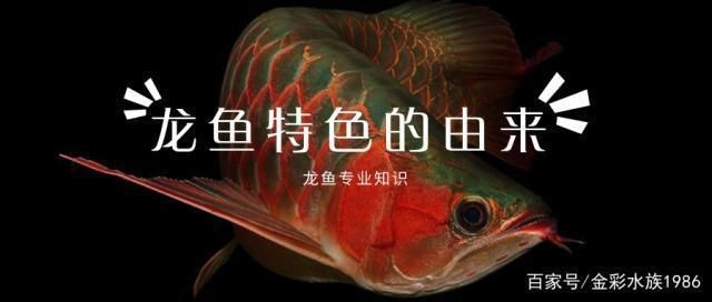 沧州市运河区盛泰水族营销中心（沧州市盛泰水族营销中心） 全国观赏鱼市场