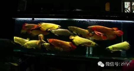 宝龙鱼缸实体店价格查询（宝龙鱼缸实体店价格区间是怎样的？） 水族问答