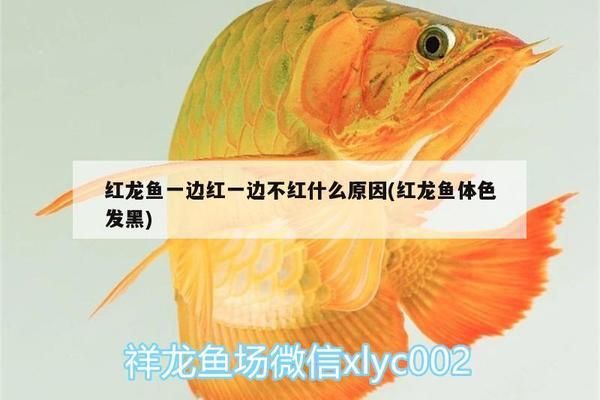 黎平县好运来水族馆（贵州省黎平县好运来水族馆） 全国观赏鱼市场