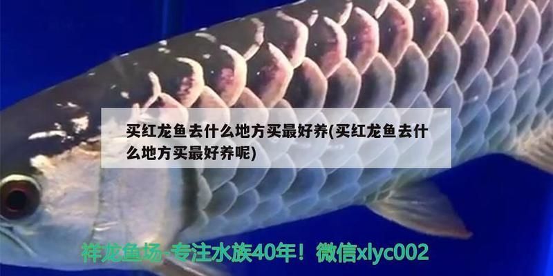 白玉龙鱼的饲养技巧（养殖白玉龙鱼的注意事项） 水族问答