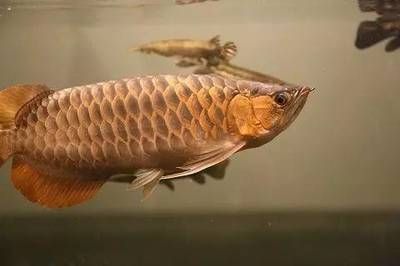 溧阳市溧城达达水族馆（溧阳市溧城达达水族馆溧阳市溧城达达水族馆）