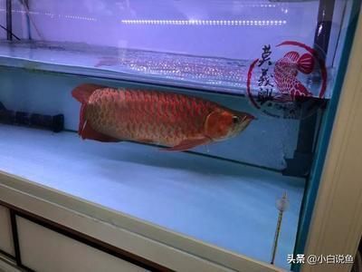 上海市虹口区润发水族经营部（上海市虹口区润发水族经营部详细介绍零售水族、鱼缸制冷器具）