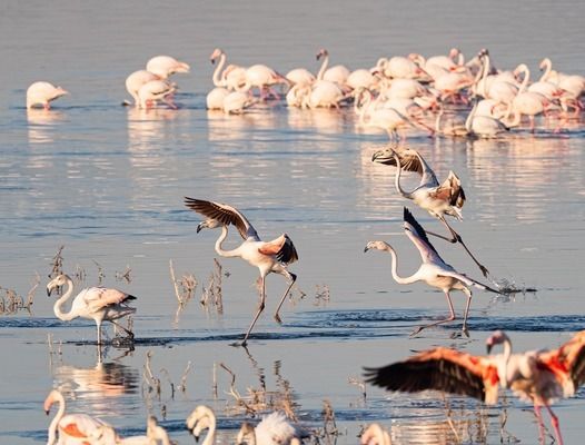 龙鱼鳞片受伤必须要拔掉吗（龙鱼的鳞片受伤后，需要拔掉吗？）