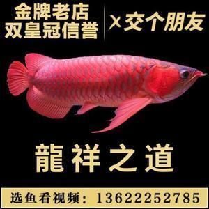 红龙鱼喂活鱼好吗怎么喂的（红龙鱼喂食不合适喂食不合适喂食不合适的食物） 龙鱼百科 第1张