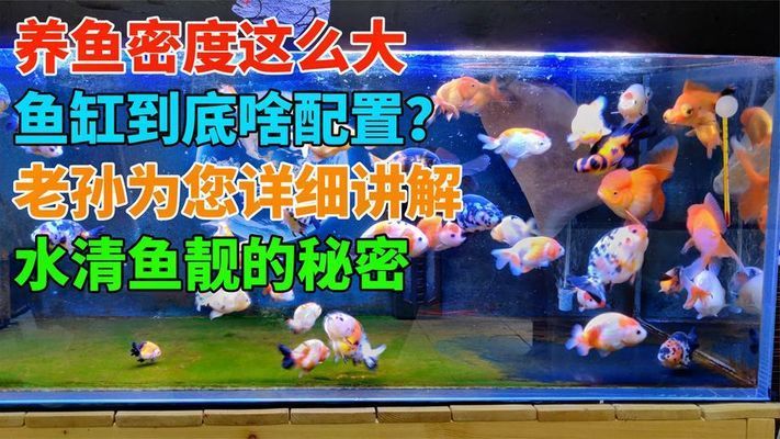 巴卡雷龙鱼的饲养管理要点（关于巴卡雷龙鱼饲养的疑问） 水族问答