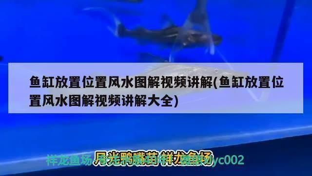 桌面鱼缸摆放位置风水图解视频（如何根据五行选择鱼缸位置） 龙鱼百科 第3张