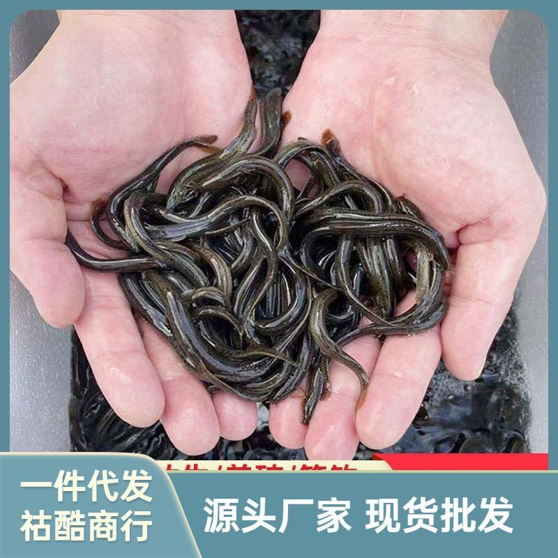 龙鱼活饵如何消毒（龙鱼活饵杀菌处理方法） 龙鱼百科 第4张