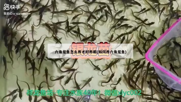 红头利鱼繁殖后护理技巧（红头利鱼繁殖后水质管理要点） 龙鱼百科 第4张