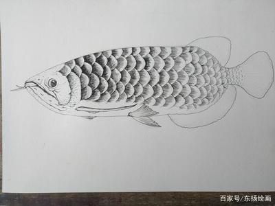 龙鱼绘画 龙鱼百科 第5张